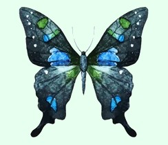 Personality Test Butterfly 3